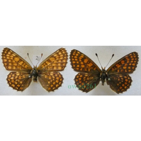 Melitaea aurelia Nickerl, 1850 pair Przeplatka aurelia Czech2j
